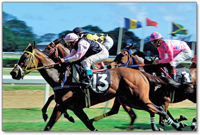 Fun Barbados: Horse Racing in Barbados